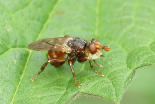 Réf. 256 392 : Myopa dorsalis